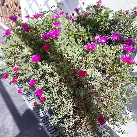 Sunrise - Casa Sao Joao - 4 Star Tourist