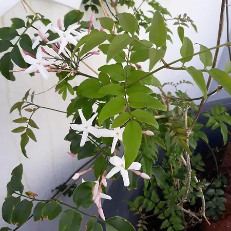 Daire Sunrise - Casa Sao Joao - 4 Star Tourist Angra do Heroísmo