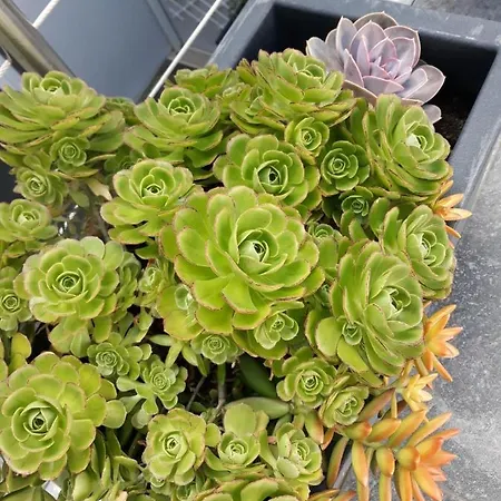 Sunrise - Casa Sao Joao - 4 Star Tourist *