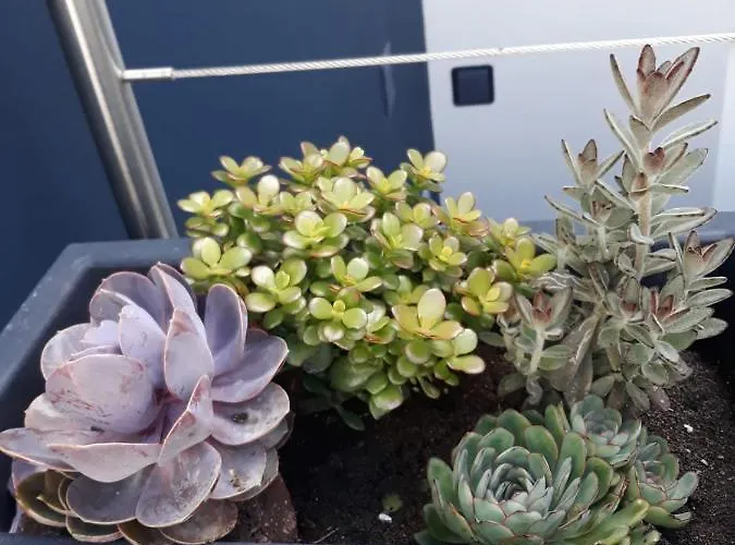 公寓 Sunrise - Casa Sao Joao - 4 Star Tourist