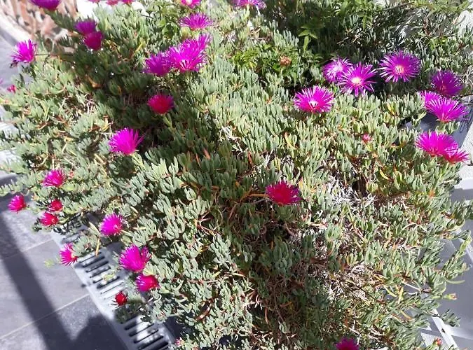 Sunrise - Casa Sao Joao - 4 Star Tourist