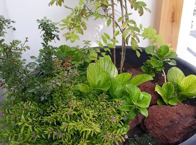 Sunrise - Casa Sao Joao - 4 Star Tourist 公寓 *