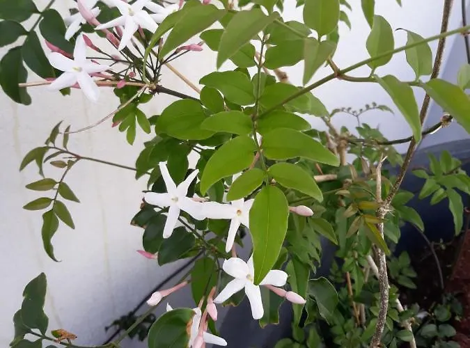 公寓 Sunrise - Casa Sao Joao - 4 Star Tourist 英雄港