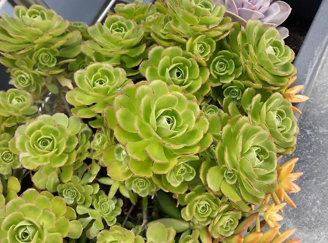 Sunrise - Casa Sao Joao - 4 Star Tourist *