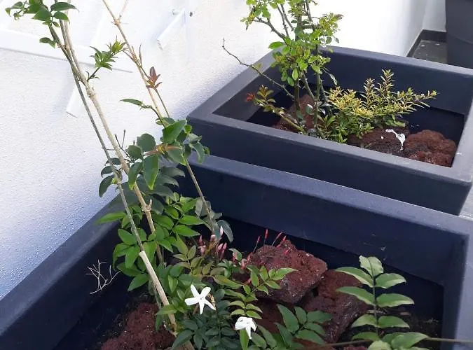 公寓 Sunrise - Casa Sao Joao - 4 Star Tourist