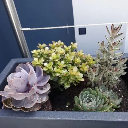 アパート Sunrise - Casa Sao Joao - 4 Star Tourist