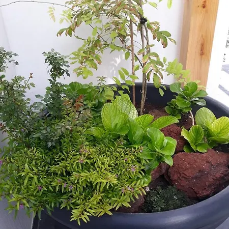 Sunrise - Casa Sao Joao - 4 Star Tourist アパート *