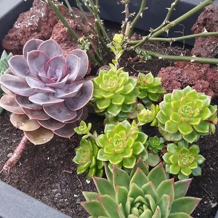 アパート Sunrise - Casa Sao Joao - 4 Star Tourist