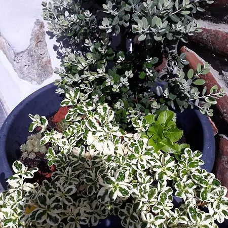 Sunrise - Casa Sao Joao - 4 Star Tourist アングラ・ド・エロイーズモ