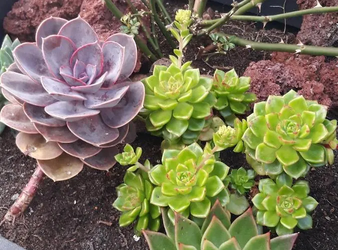 Apartment Sunrise - Casa Sao Joao - 4 Star Tourist