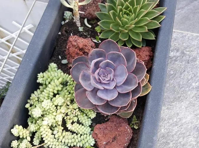 Apartment Sunrise - Casa Sao Joao - 4 Star Tourist *