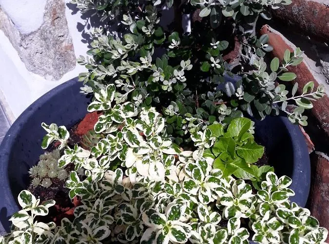 Sunrise - Casa Sao Joao - 4 Star Tourist Angra do Heroísmo